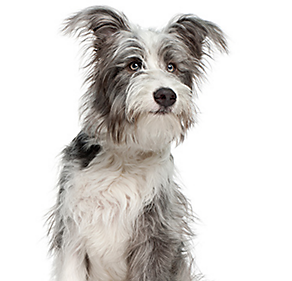 Dog Supplies